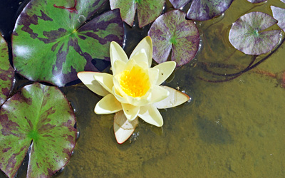 Seerosen in einem Teich